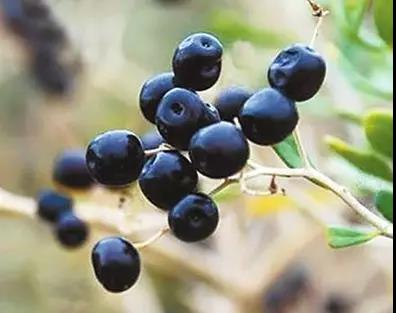 護(hù)眼食物沒(méi)少吃，為何眼睛不見(jiàn)好？