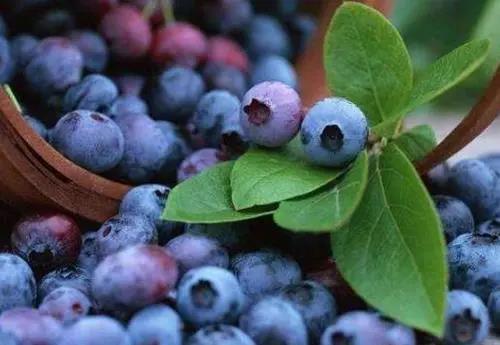 眼睛干澀吃什么水果好？