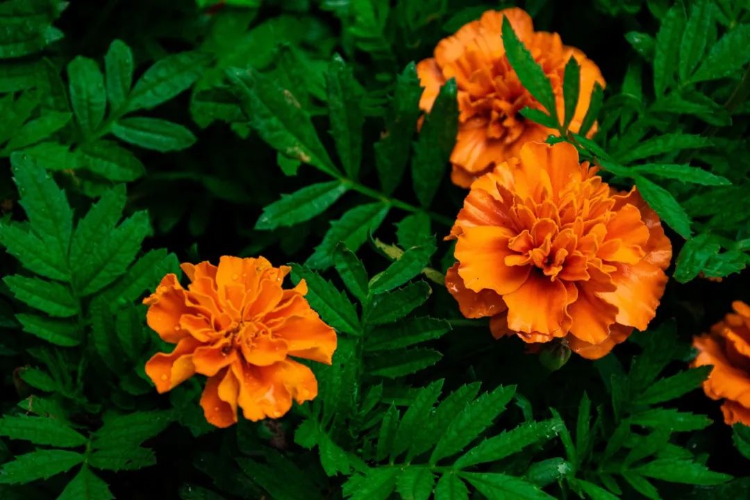 好視力眼貼分享：“眼黃金”葉黃素，教您這么補