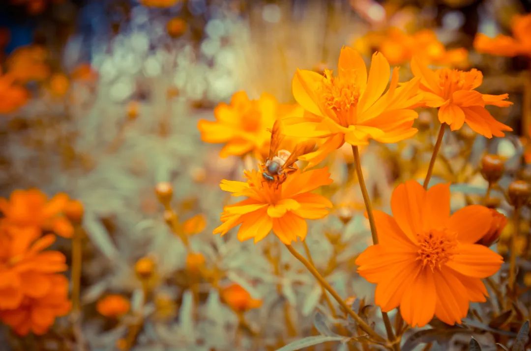 它被成為“眼黃金”，護(hù)眼千萬別錯(cuò)過！