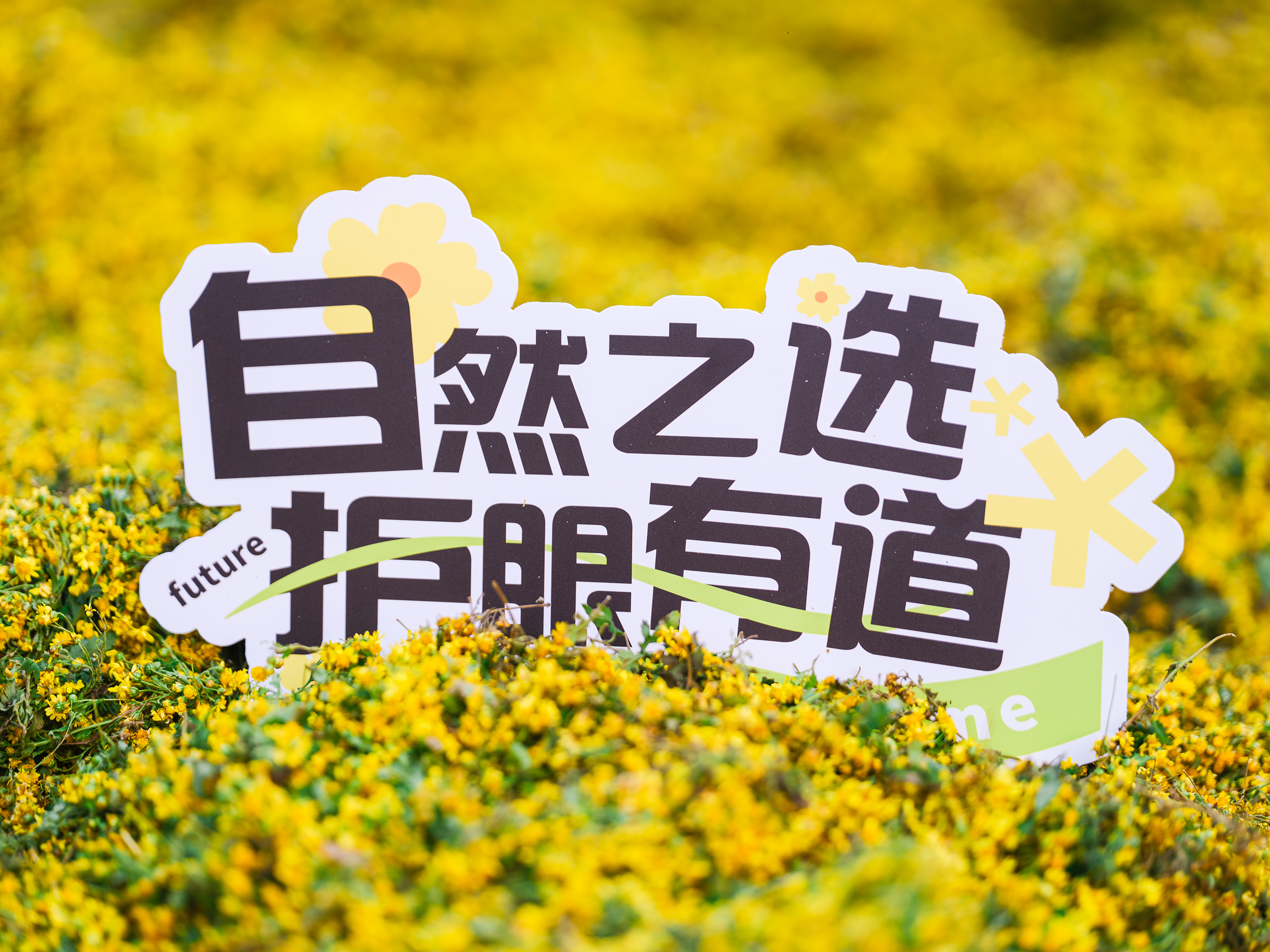 #好視力眼貼，【源】來真的好—野菊花道地溯源之旅精彩放送